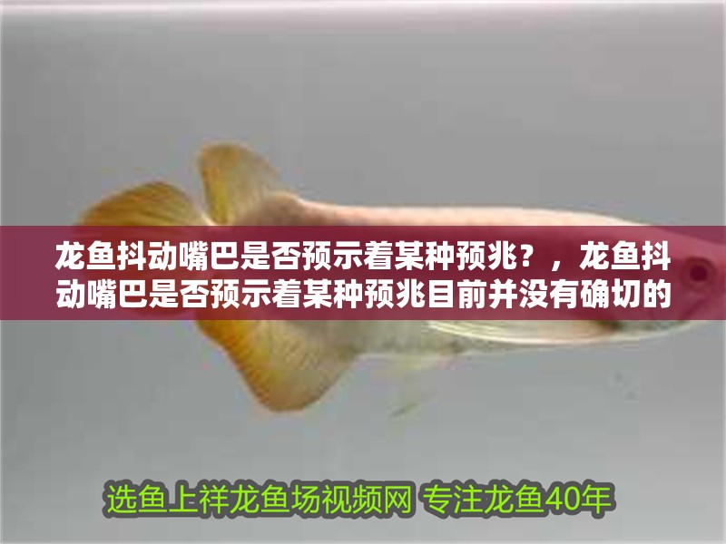 龍魚(yú)抖動(dòng)嘴巴是否預(yù)示著某種預(yù)兆？，龍魚(yú)抖動(dòng)嘴巴是否預(yù)示著某種預(yù)兆目前并沒(méi)有確切的答案