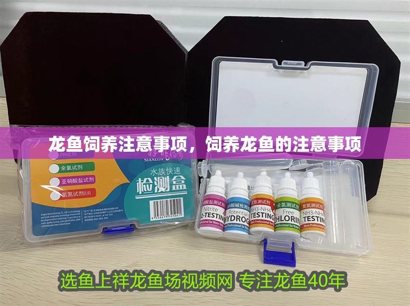 龍魚飼養注意事項，飼養龍魚的注意事項 龍魚飼養注意事項，飼養龍魚的注意事項 觀賞魚百科 第2張