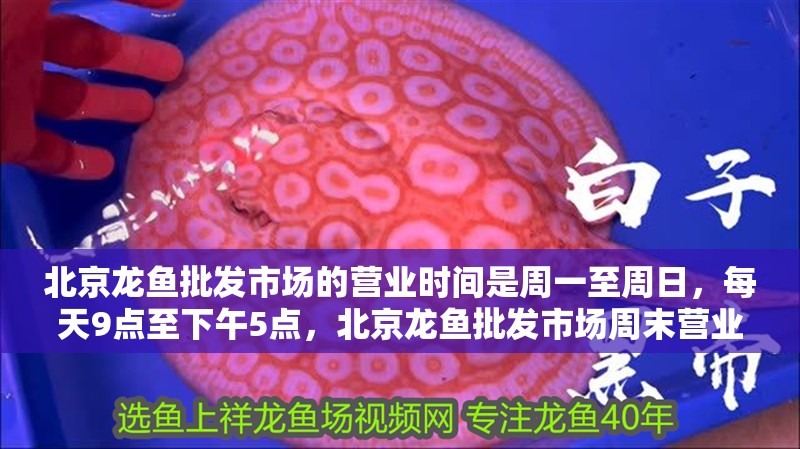 北京龍魚批發市場的營業時間是周一至周日，每天9點至下午5點，北京龍魚批發市場周末營業嗎 北京龍魚批發市場的營業時間是周一至周日，每天9點至下午5點，北京龍魚批發市場周末營業嗎 龍魚百科 第3張