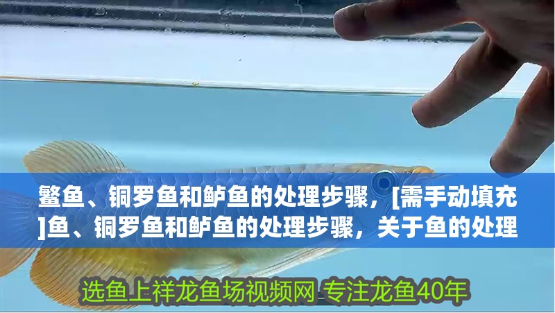 鳘魚、銅羅魚和鱸魚的處理步驟，[需手動填充]魚、銅羅魚和鱸魚的處理步驟，關于魚的處理步驟