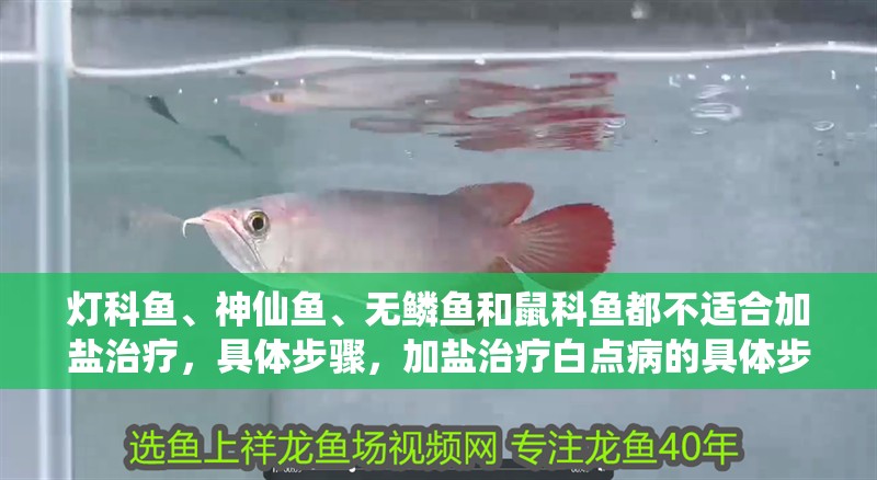 燈科魚、神仙魚、無鱗魚和鼠科魚都不適合加鹽治療，具體步驟，加鹽治療白點病的具體步驟