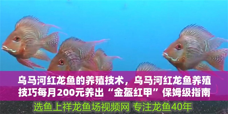 烏馬河紅龍魚的養殖技術，烏馬河紅龍魚養殖技巧每月200元養出“金盔紅甲”保姆級指南 烏馬河紅龍魚的養殖技術，烏馬河紅龍魚養殖技巧每月200元養出“金盔紅甲”保姆級指南 觀賞魚百科 第13張
