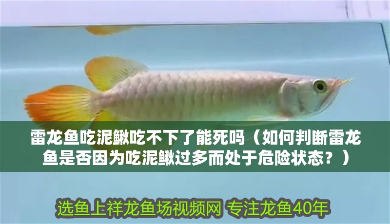 雷龍魚吃泥鰍吃不下了能死嗎（如何判斷雷龍魚是否因為吃泥鰍過多而處于危險狀態？）