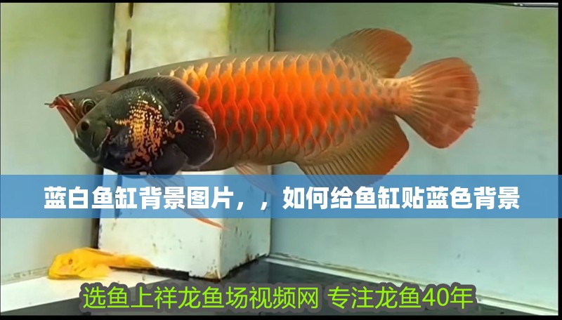 藍(lán)白魚(yú)缸背景圖片，，如何給魚(yú)缸貼藍(lán)色背景