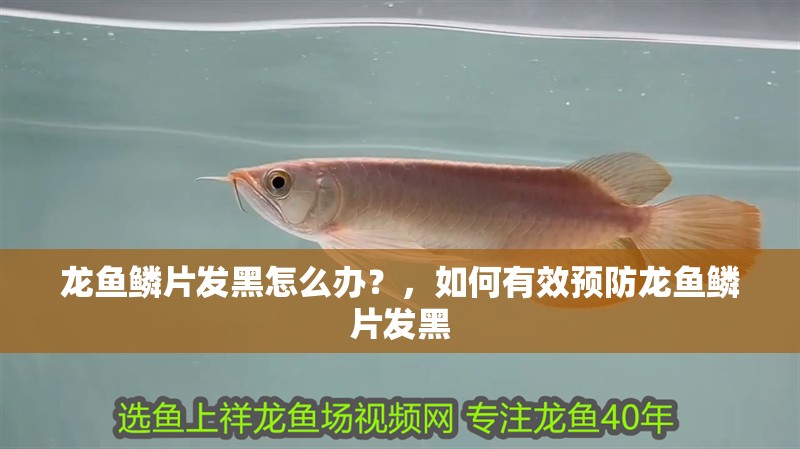 龍魚(yú)鱗片發(fā)黑怎么辦？，如何有效預(yù)防龍魚(yú)鱗片發(fā)黑