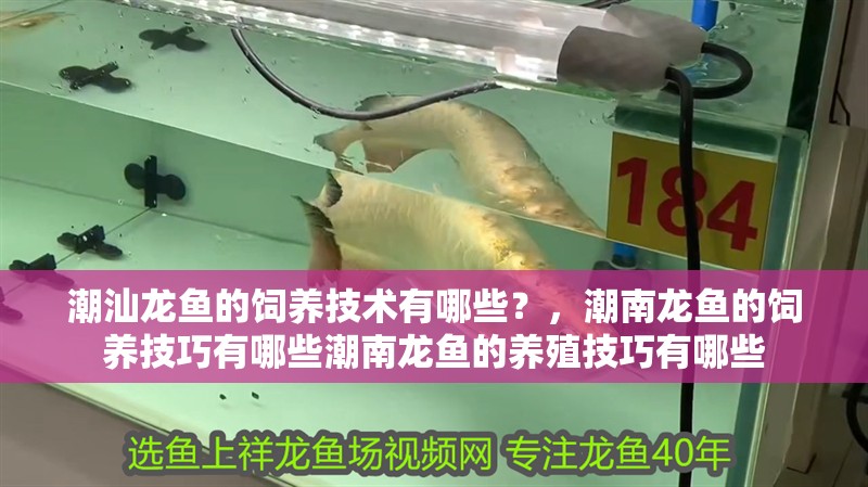 潮汕龍魚的飼養技術有哪些？，潮南龍魚的飼養技巧有哪些潮南龍魚的養殖技巧有哪些