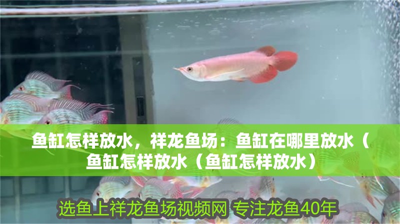 魚缸怎樣放水，祥龍魚場：魚缸在哪里放水（魚缸怎樣放水（魚缸怎樣放水） 魚缸怎樣放水，祥龍魚場：魚缸在哪里放水（魚缸怎樣放水（魚缸怎樣放水） 觀賞魚百科