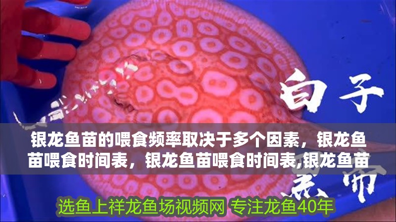 銀龍魚苗的喂食頻率取決于多個因素，銀龍魚苗喂食時間表，銀龍魚苗喂食時間表,銀龍魚苗多久換一次水