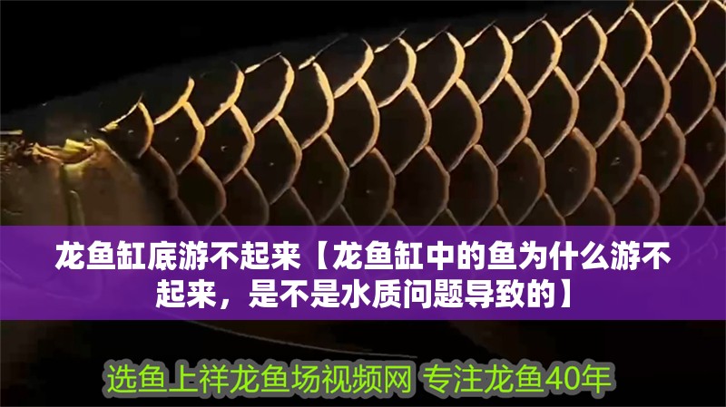 龍魚缸底游不起來【龍魚缸中的魚為什么游不起來，是不是水質問題導致的】