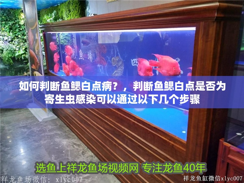 如何判斷魚鰓白點病？，判斷魚鰓白點是否為寄生蟲感染可以通過以下幾個步驟