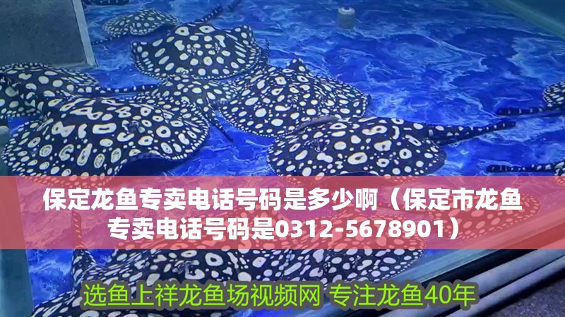 保定龍魚專賣電話號碼是多少啊（保定市龍魚專賣電話號碼是0312-5678901）