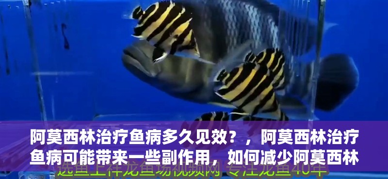 阿莫西林治療魚病多久見效？，阿莫西林治療魚病可能帶來一些副作用，如何減少阿莫西林的副作用