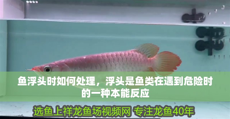 魚浮頭時如何處理，浮頭是魚類在遇到危險時的一種本能反應