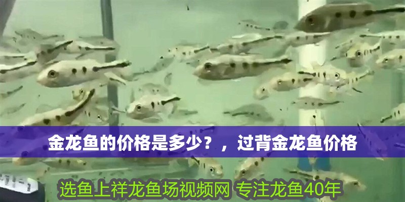 金龍魚的價格是多少？，過背金龍魚價格