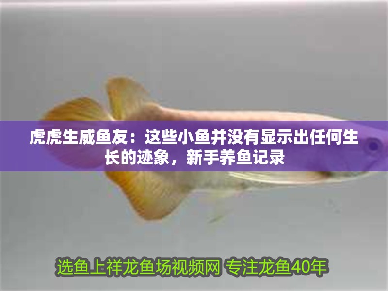 虎虎生威魚友：這些小魚并沒有顯示出任何生長的跡象，新手養(yǎng)魚記錄