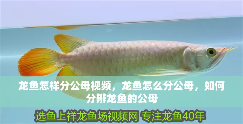 龍魚怎樣分公母視頻，龍魚怎么分公母，如何分辨龍魚的公母 龍魚怎樣分公母視頻，龍魚怎么分公母，如何分辨龍魚的公母 觀賞魚百科 第2張