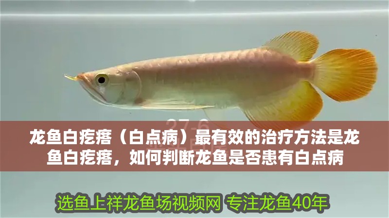 龍魚白疙瘩（白點病）最有效的治療方法是龍魚白疙瘩，如何判斷龍魚是否患有白點病