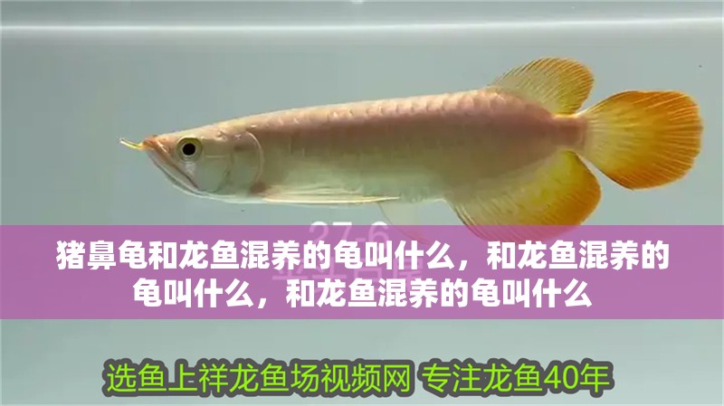 豬鼻龜和龍魚混養的龜叫什么，和龍魚混養的龜叫什么，和龍魚混養的龜叫什么