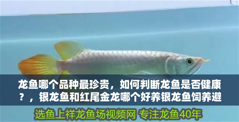 龍魚哪個品種最珍貴，如何判斷龍魚是否健康？，銀龍魚和紅尾金龍哪個好養(yǎng)銀龍魚飼養(yǎng)避坑清單