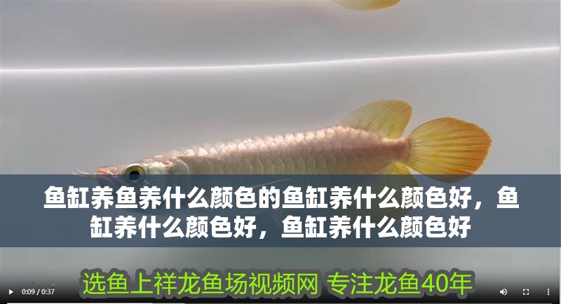 魚缸養(yǎng)魚養(yǎng)什么顏色的魚缸養(yǎng)什么顏色好，魚缸養(yǎng)什么顏色好，魚缸養(yǎng)什么顏色好 魚缸養(yǎng)魚養(yǎng)什么顏色的魚缸養(yǎng)什么顏色好，魚缸養(yǎng)什么顏色好，魚缸養(yǎng)什么顏色好 觀賞魚百科