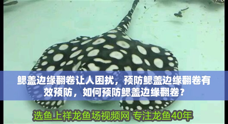 鰓蓋邊緣翻卷讓人困擾，預防鰓蓋邊緣翻卷有效預防，如何預防鰓蓋邊緣翻卷？