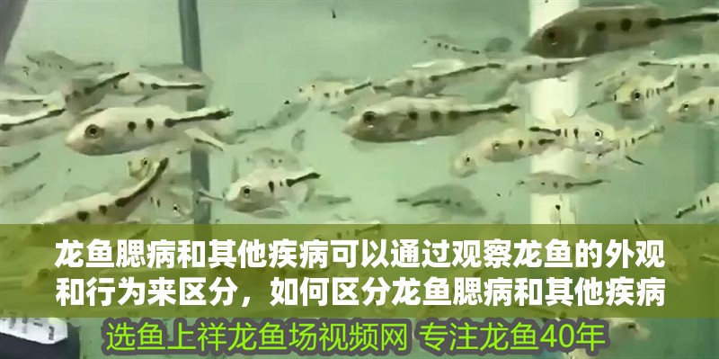 龍魚腮病和其他疾病可以通過觀察龍魚的外觀和行為來區分，如何區分龍魚腮病和其他疾病