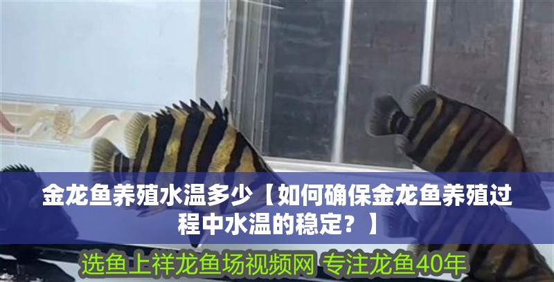 金龍魚養殖水溫多少【如何確保金龍魚養殖過程中水溫的穩定？】