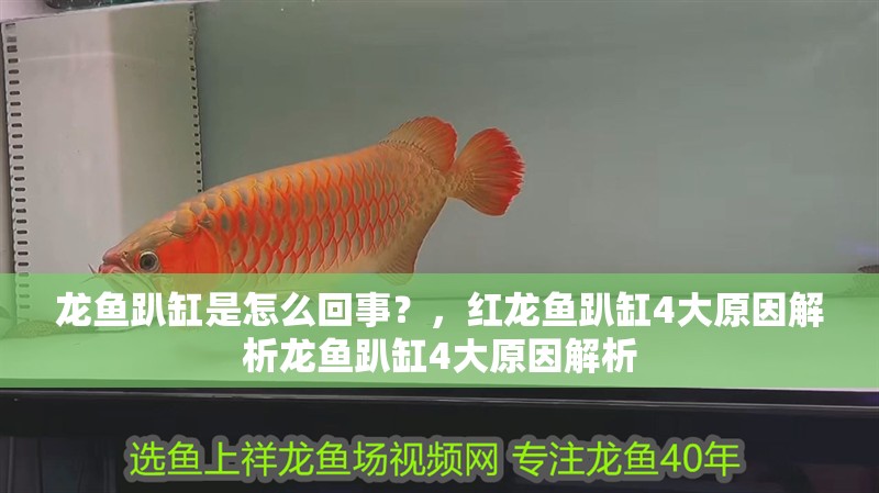 龍魚(yú)趴缸是怎么回事？，紅龍魚(yú)趴缸4大原因解析龍魚(yú)趴缸4大原因解析