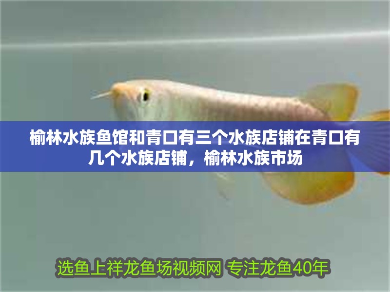 榆林水族魚館和青口有三個水族店鋪在青口有幾個水族店鋪，榆林水族市場