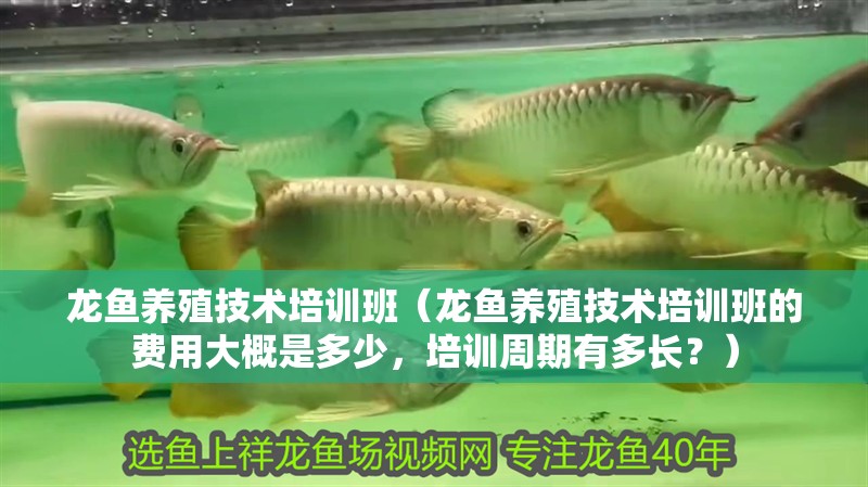 龍魚養殖技術培訓班（龍魚養殖技術培訓班的費用大概是多少，培訓周期有多長？）
