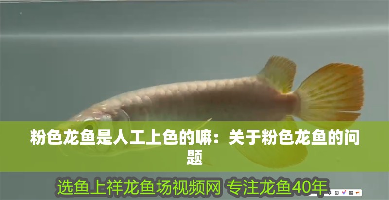 粉色龍魚是人工上色的嘛：關于粉色龍魚的問題
