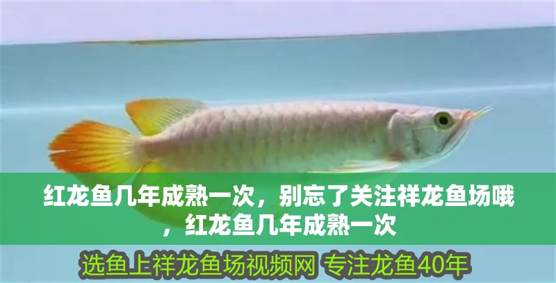 紅龍魚幾年成熟一次，別忘了關(guān)注祥龍魚場哦，紅龍魚幾年成熟一次