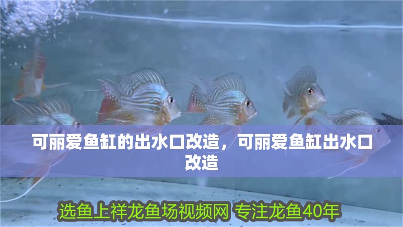 可麗愛魚缸的出水口改造，可麗愛魚缸出水口改造 可麗愛魚缸的出水口改造，可麗愛魚缸出水口改造 觀賞魚百科