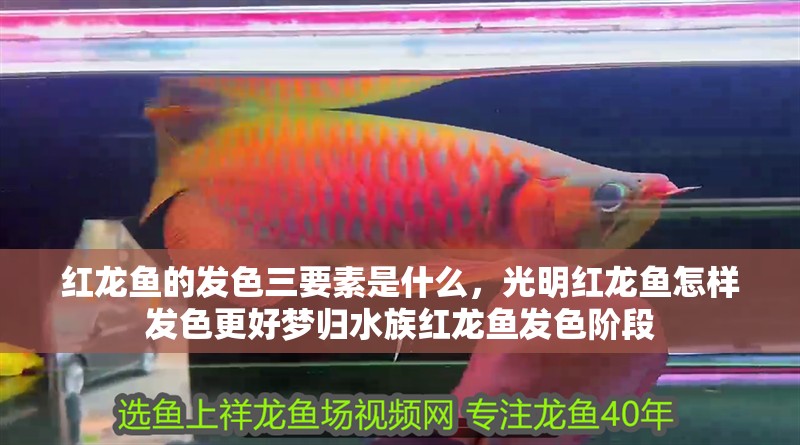 紅龍魚(yú)的發(fā)色三要素是什么，光明紅龍魚(yú)怎樣發(fā)色更好夢(mèng)歸水族紅龍魚(yú)發(fā)色階段