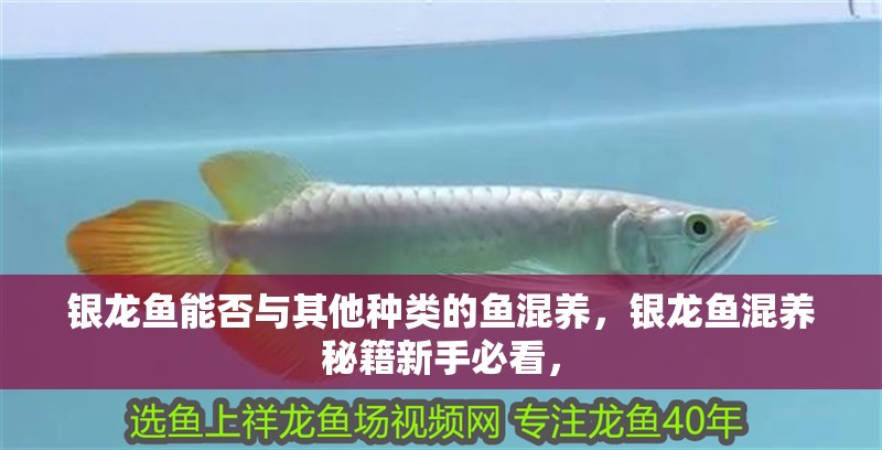 銀龍魚能否與其他種類的魚混養，銀龍魚混養秘籍新手必看， 銀龍魚能否與其他種類的魚混養，銀龍魚混養秘籍新手必看， 龍魚百科
