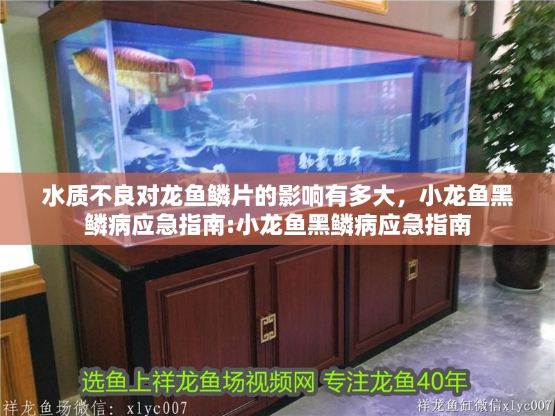 水質不良對龍魚鱗片的影響有多大，小龍魚黑鱗病應急指南:小龍魚黑鱗病應急指南