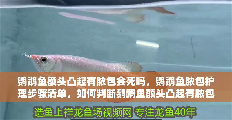 鸚鵡魚額頭凸起有膿包會死嗎，鸚鵡魚膿包護理步驟清單，如何判斷鸚鵡魚額頭凸起有膿包會死嗎？