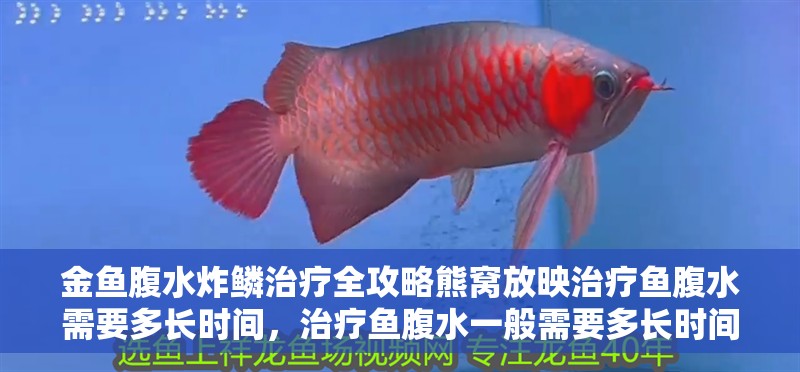 金魚腹水炸鱗治療全攻略熊窩放映治療魚腹水需要多長時間，治療魚腹水一般需要多長時間？