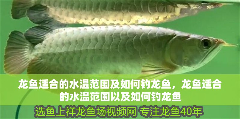 龍魚適合的水溫范圍及如何釣龍魚，龍魚適合的水溫范圍以及如何釣龍魚