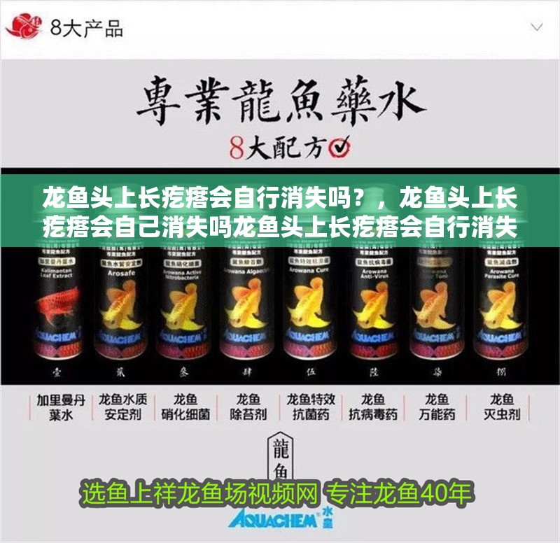 龍魚頭上長疙瘩會自行消失嗎？，龍魚頭上長疙瘩會自己消失嗎龍魚頭上長疙瘩會自行消失嗎