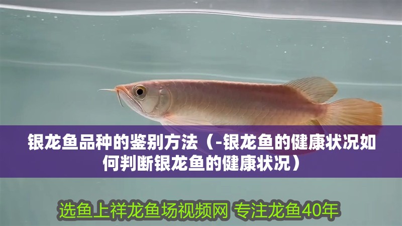 銀龍魚品種的鑒別方法（-銀龍魚的健康狀況如何判斷銀龍魚的健康狀況） 銀龍魚品種的鑒別方法（-銀龍魚的健康狀況如何判斷銀龍魚的健康狀況） 觀賞魚百科 第3張