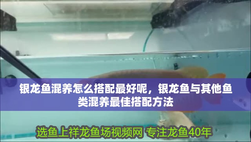 銀龍魚混養怎么搭配最好呢，銀龍魚與其他魚類混養最佳搭配方法