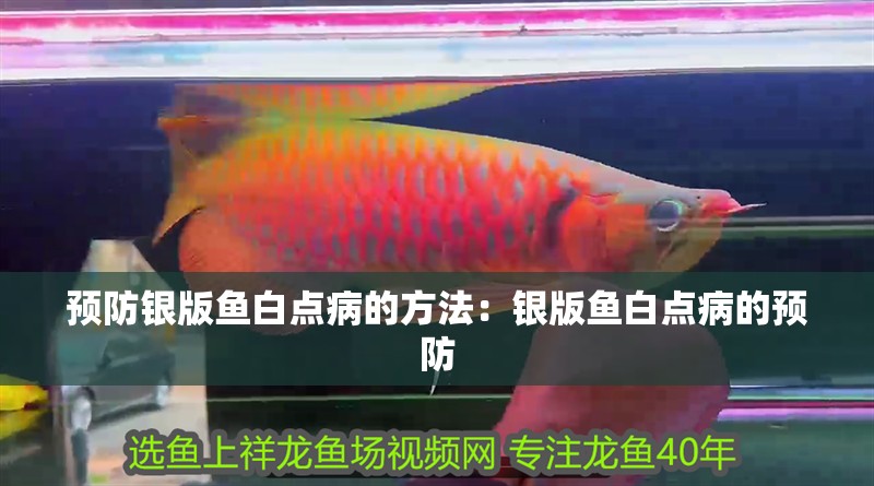 預(yù)防銀版魚白點(diǎn)病的方法：銀版魚白點(diǎn)病的預(yù)防