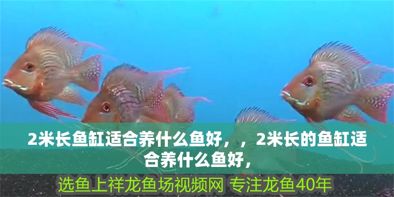 2米長(zhǎng)魚缸適合養(yǎng)什么魚好，，2米長(zhǎng)的魚缸適合養(yǎng)什么魚好，
