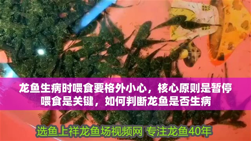 龍魚生病時喂食要格外小心，核心原則是暫停喂食是關鍵，如何判斷龍魚是否生病 龍魚生病時喂食要格外小心，核心原則是暫停喂食是關鍵，如何判斷龍魚是否生病 龍魚百科