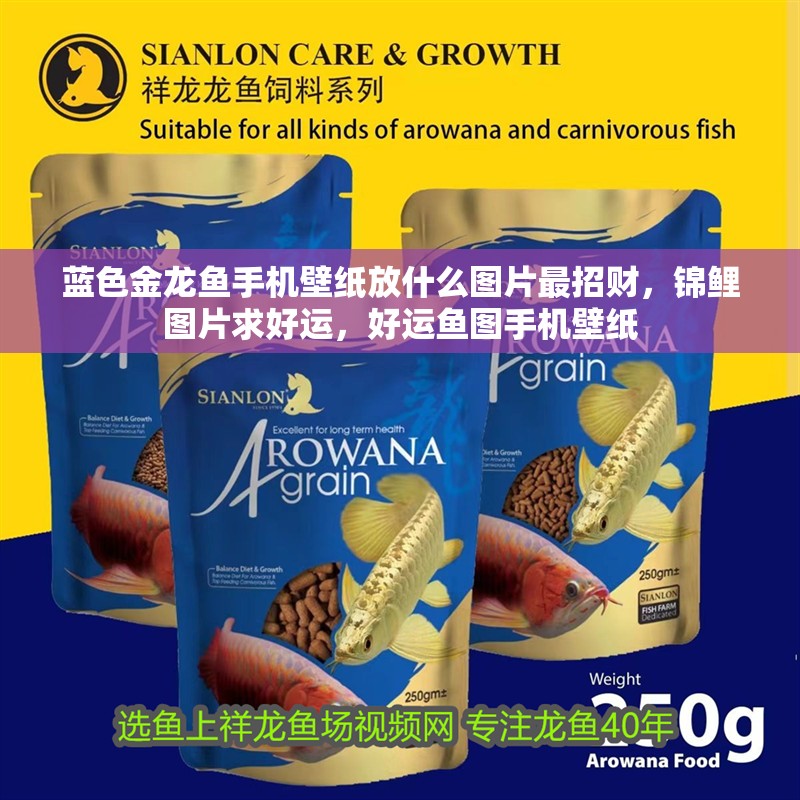 藍色金龍魚手機壁紙放什么圖片最招財，錦鯉圖片求好運，好運魚圖手機壁紙 藍色金龍魚手機壁紙放什么圖片最招財，錦鯉圖片求好運，好運魚圖手機壁紙 觀賞魚百科