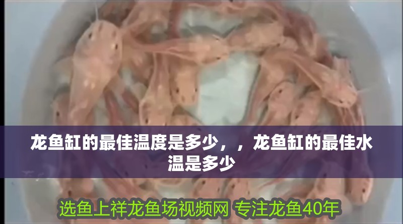龍魚缸的最佳溫度是多少，，龍魚缸的最佳水溫是多少 龍魚缸的最佳溫度是多少，，龍魚缸的最佳水溫是多少 龍魚百科 第2張