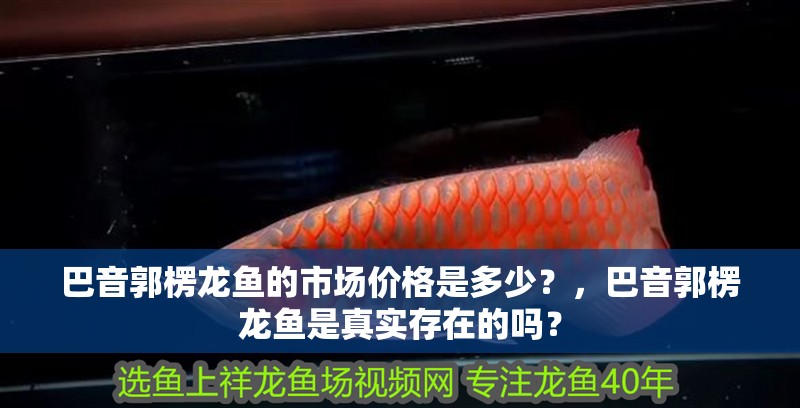 巴音郭楞龍魚的市場價格是多少？，巴音郭楞龍魚是真實存在的嗎？ 巴音郭楞龍魚的市場價格是多少？，巴音郭楞龍魚是真實存在的嗎？ 觀賞魚百科 第9張