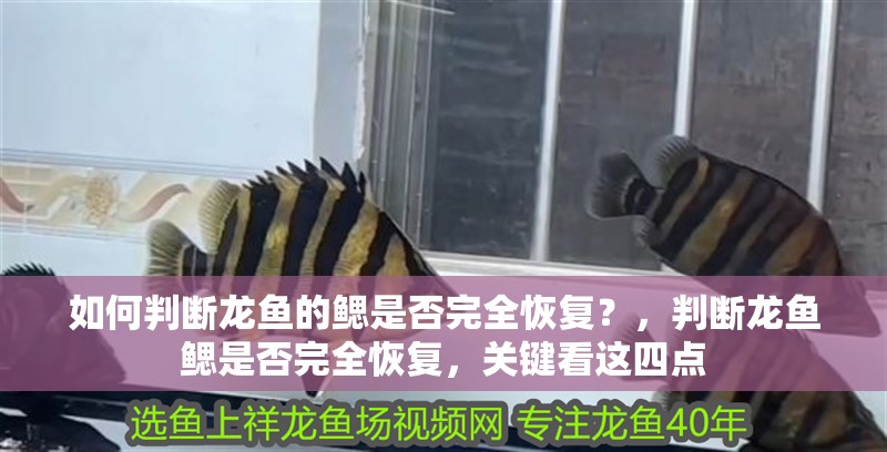 如何判斷龍魚的鰓是否完全恢復？，判斷龍魚鰓是否完全恢復，關鍵看這四點