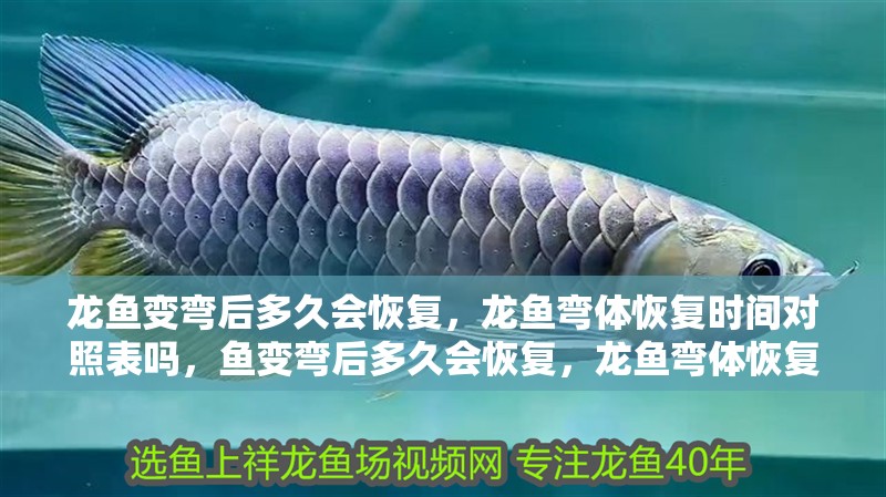 龍魚(yú)變彎后多久會(huì)恢復(fù)，龍魚(yú)彎體恢復(fù)時(shí)間對(duì)照表嗎，魚(yú)變彎后多久會(huì)恢復(fù)，龍魚(yú)彎體恢復(fù)時(shí)間因病因不同差異很大